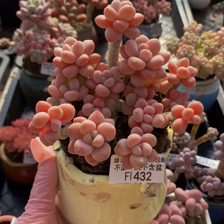 鱼子酱老桩10cm432多肉植物