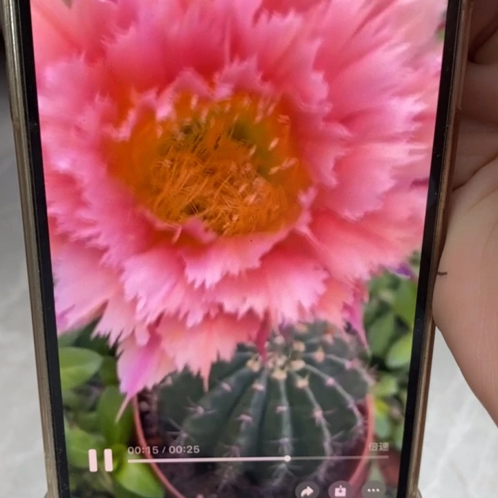 彩草羽毛1号带根5.5公分左右