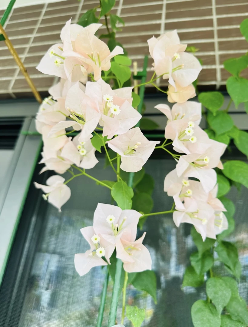 盆苗 【阿达的喜悦】新品三角梅 超勤花