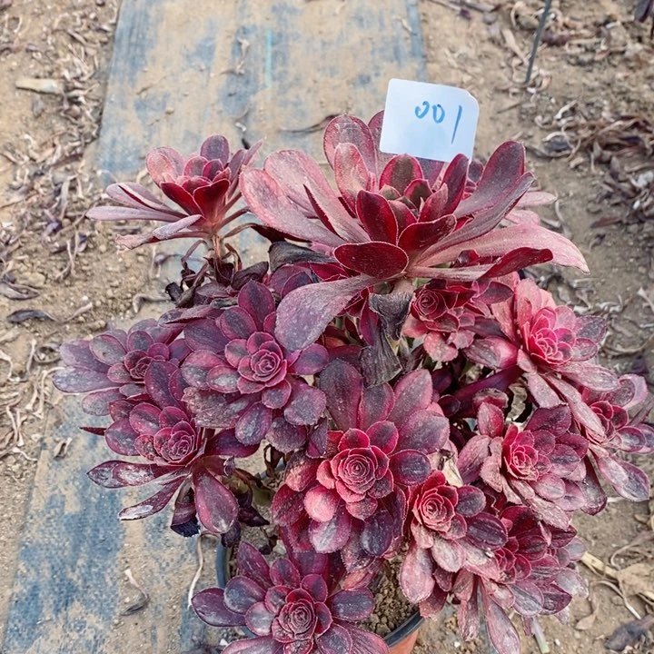 001香奈儿多肉植物