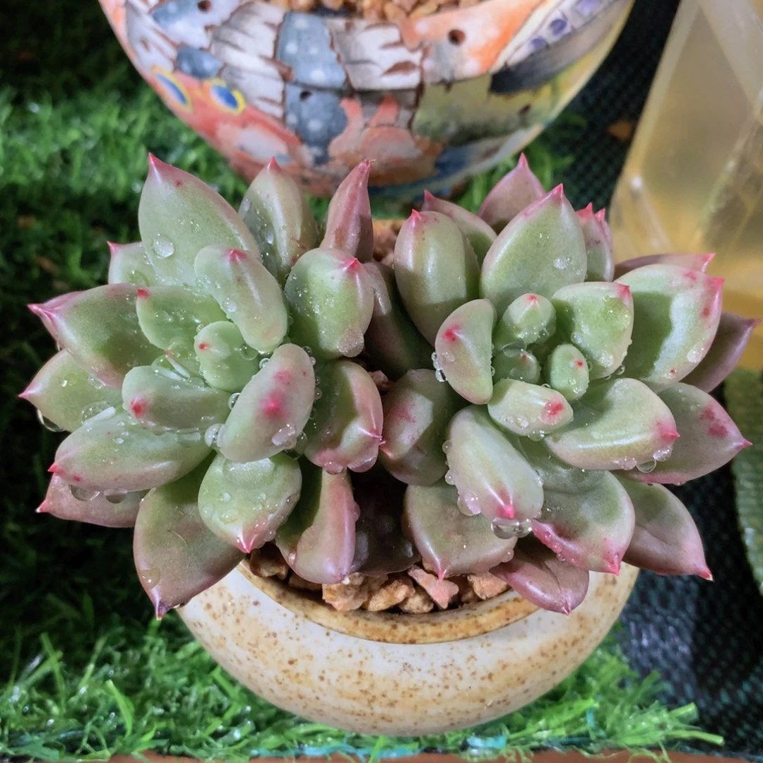 米其林11 公分一物一拍