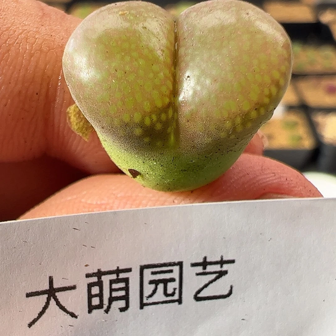 0000749 一物一拍……