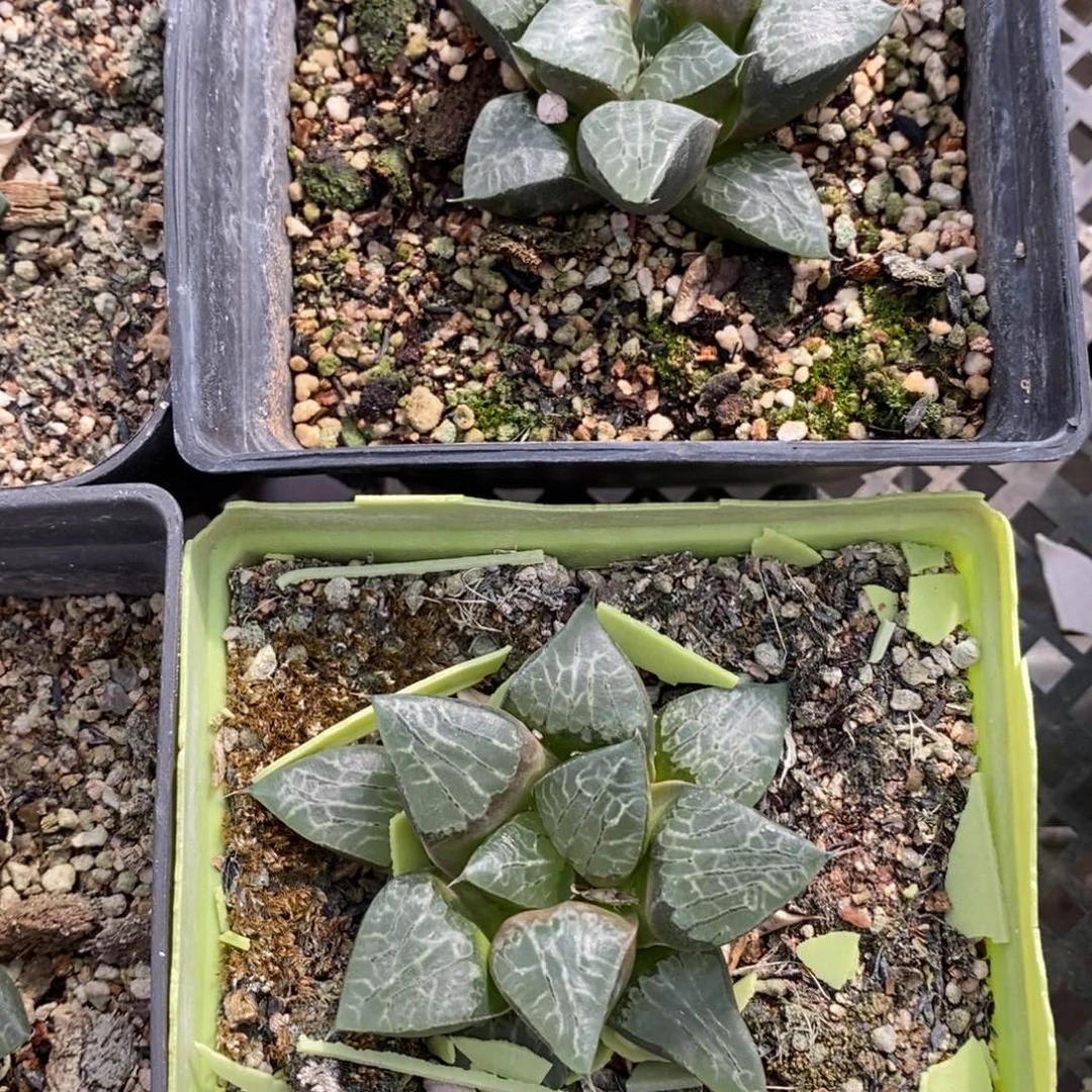 2916 一颗实生亮窗大寿 中秋福利