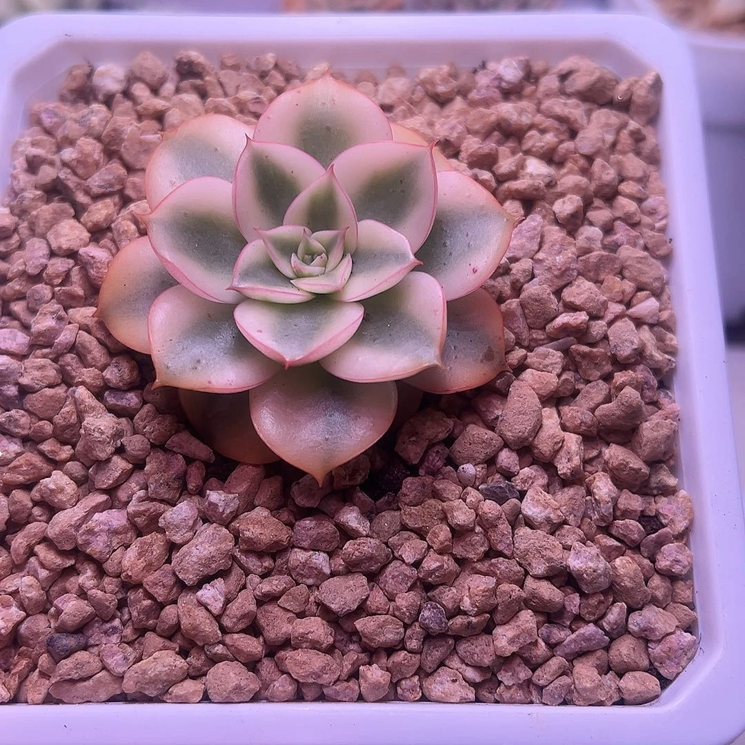斗牛士锦多肉植物