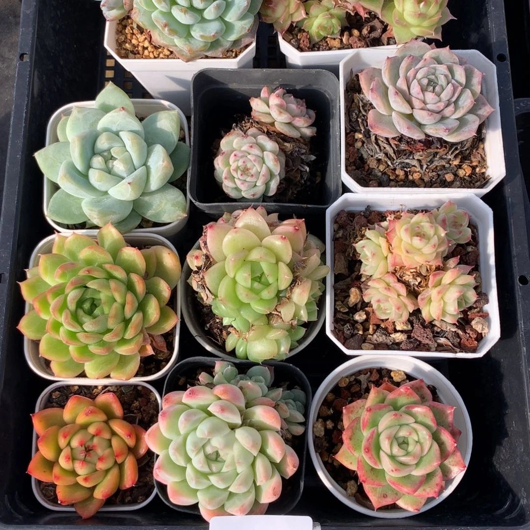 1111-63 套餐一组