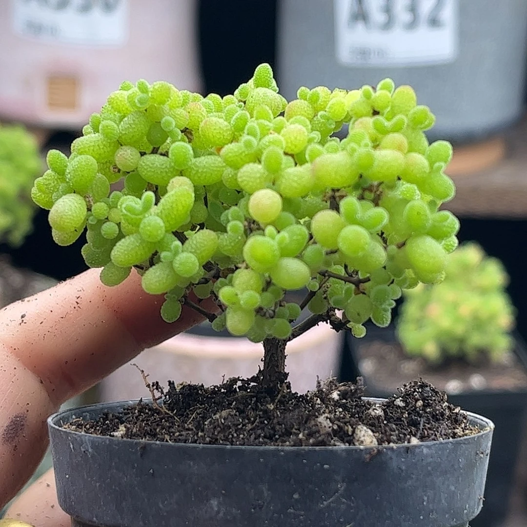40蜜桔糖球优选枝干番杏
