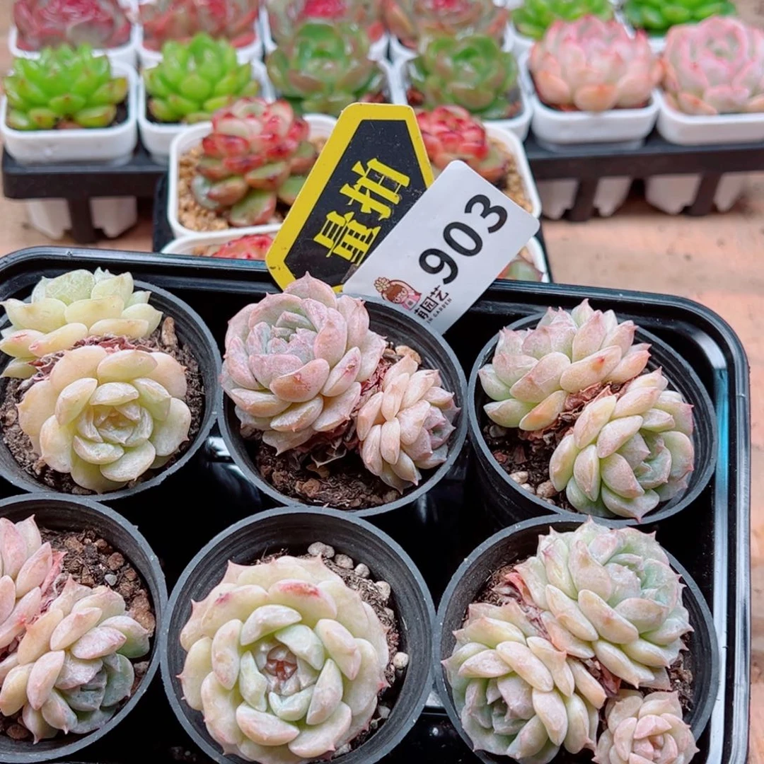 当前无花朵，栽培后可花朵