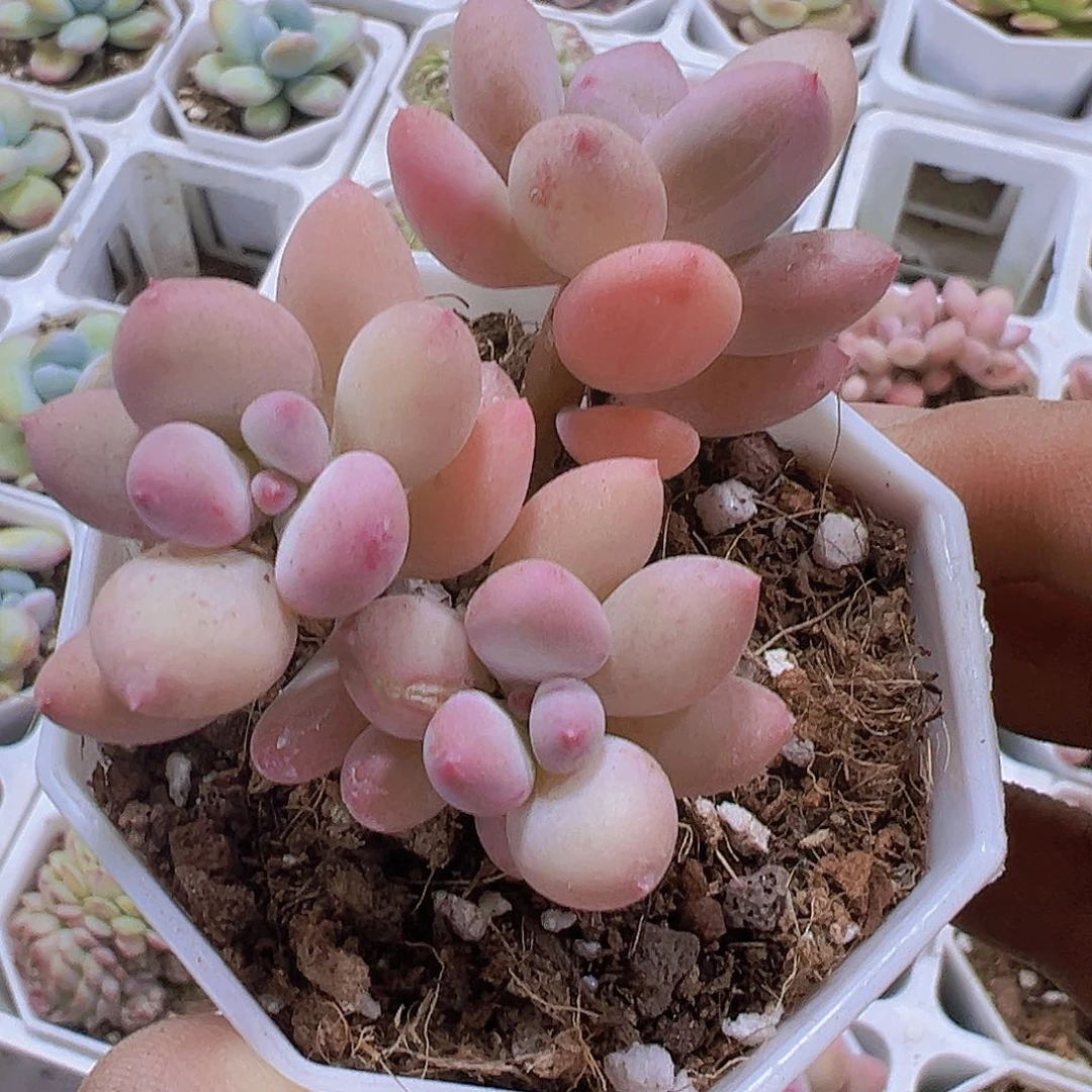 苹果奶19包邮植物