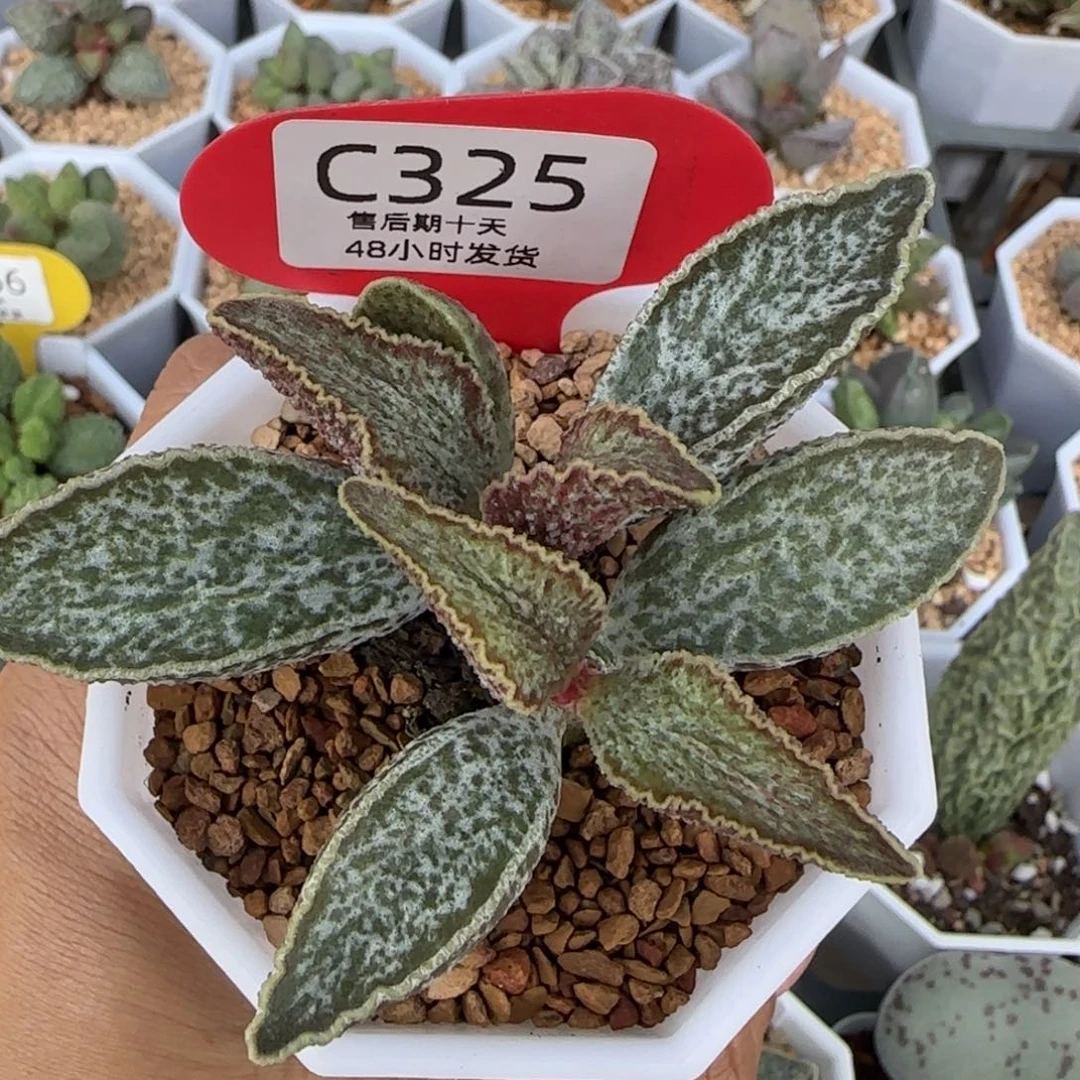 E***O黑骑士。  325。