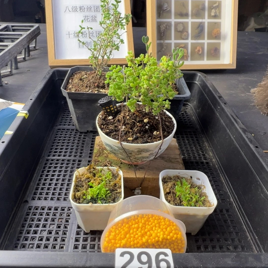 无花朵番杏多肉植物296乐