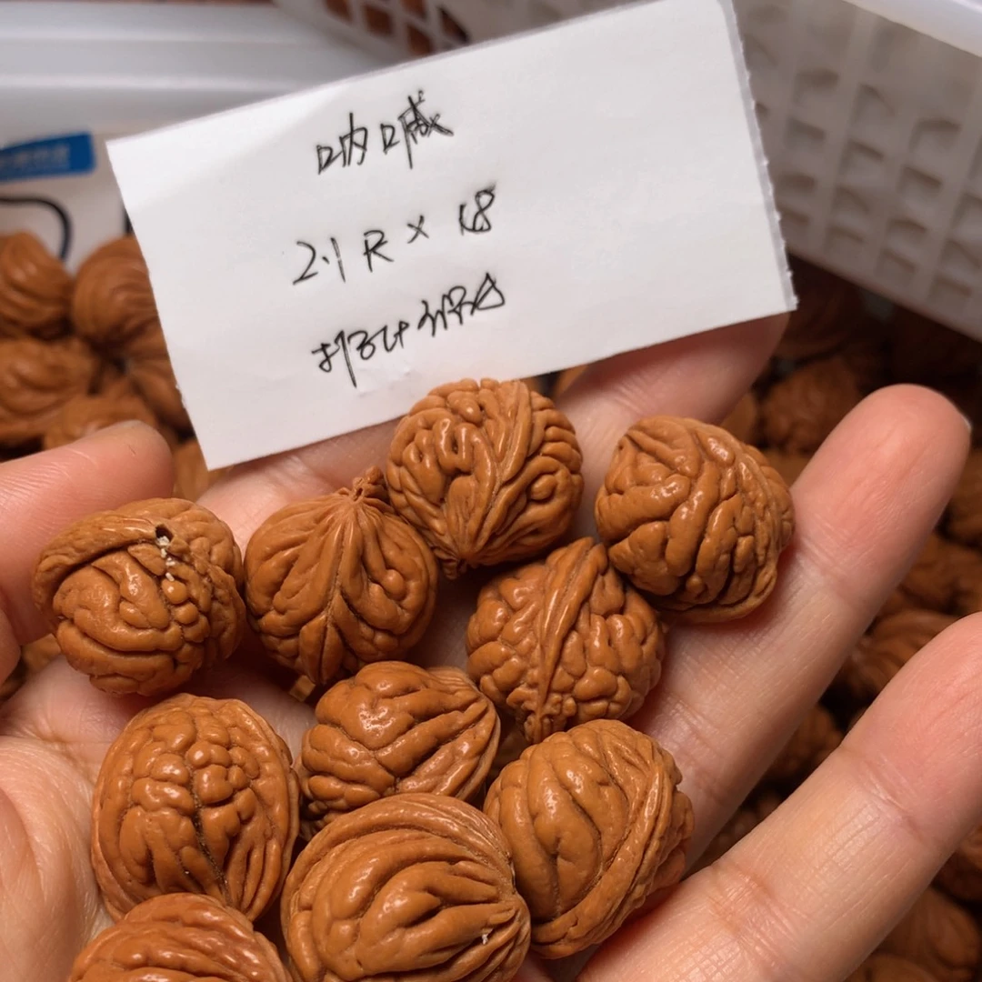 野生龙纹桃核霸王龙