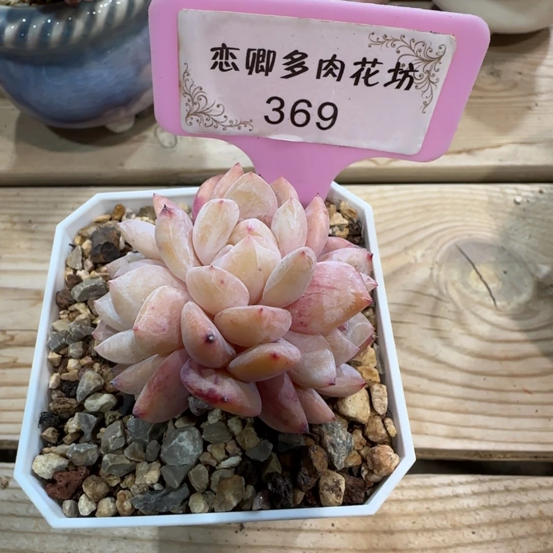 小***爱369雪天使00000