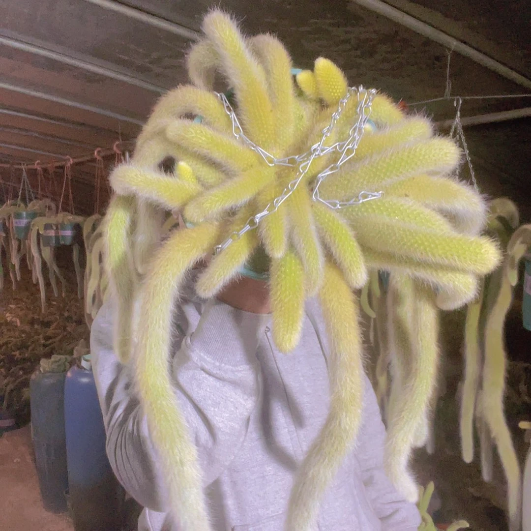 随**哥九尾狐群生一物一拍