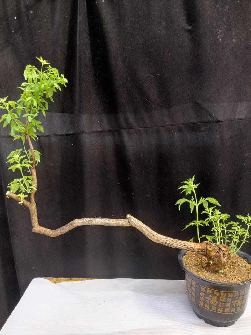 泰山平安发财桩黄荆熟桩适合客厅办公室室内外摆放有造型盆景