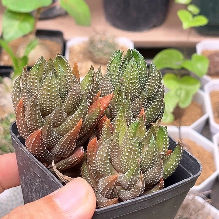 日系火焰红鹰爪一颗