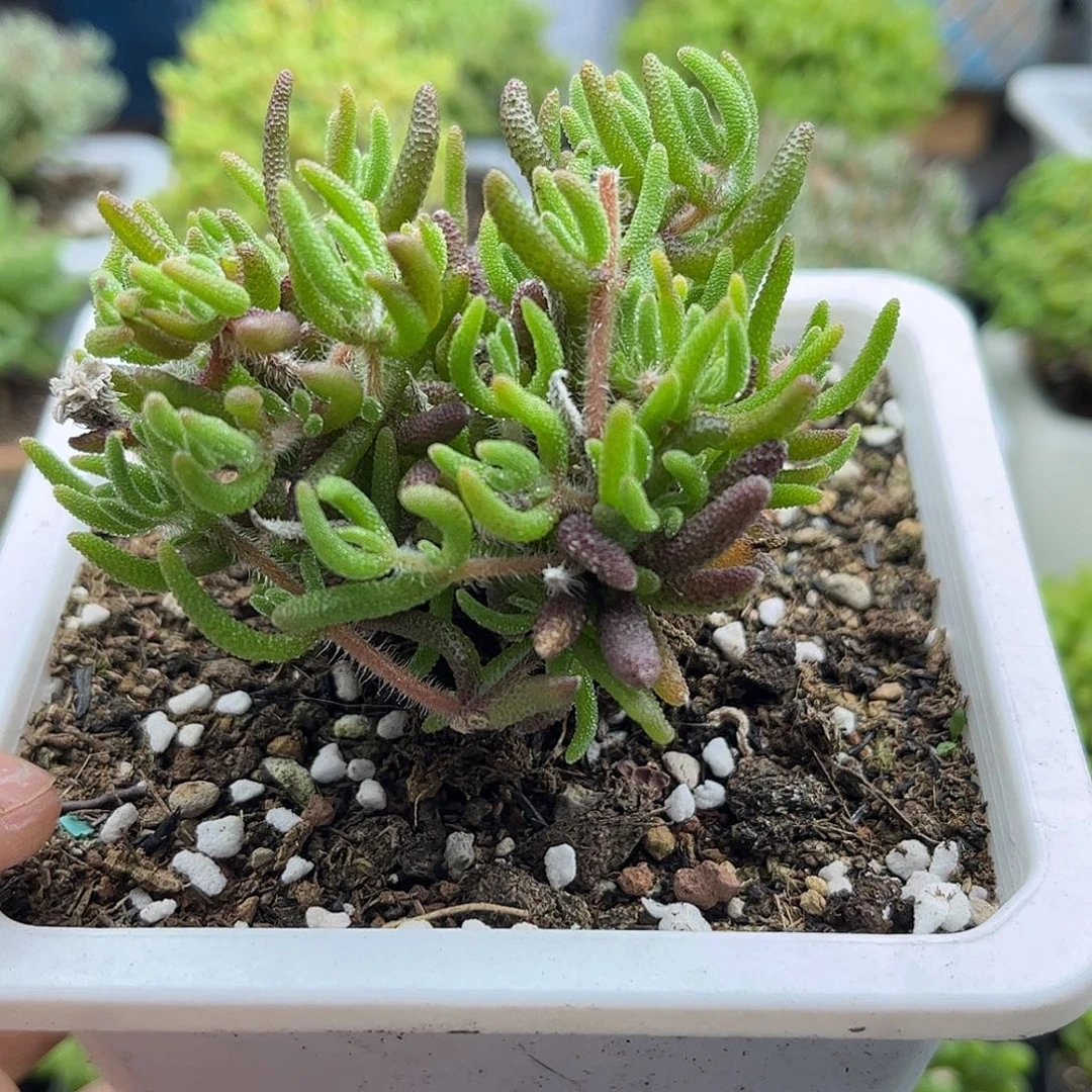 54狐尾优选枝干番杏