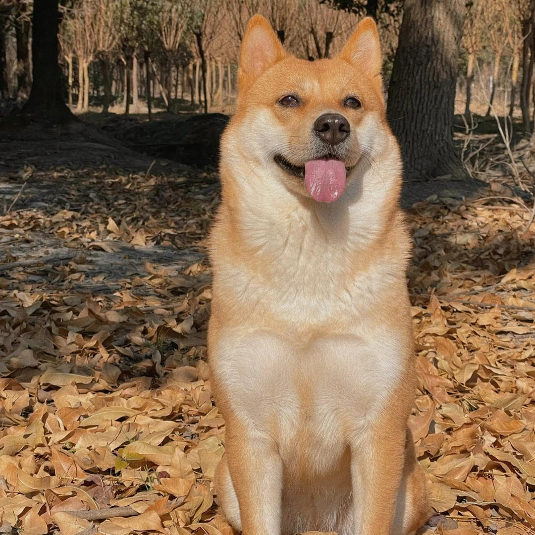 广西中华田园犬黄狗白面活体狗狗