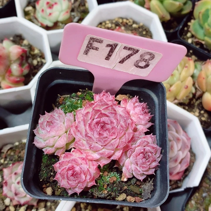 s****e女王6cm不包整群