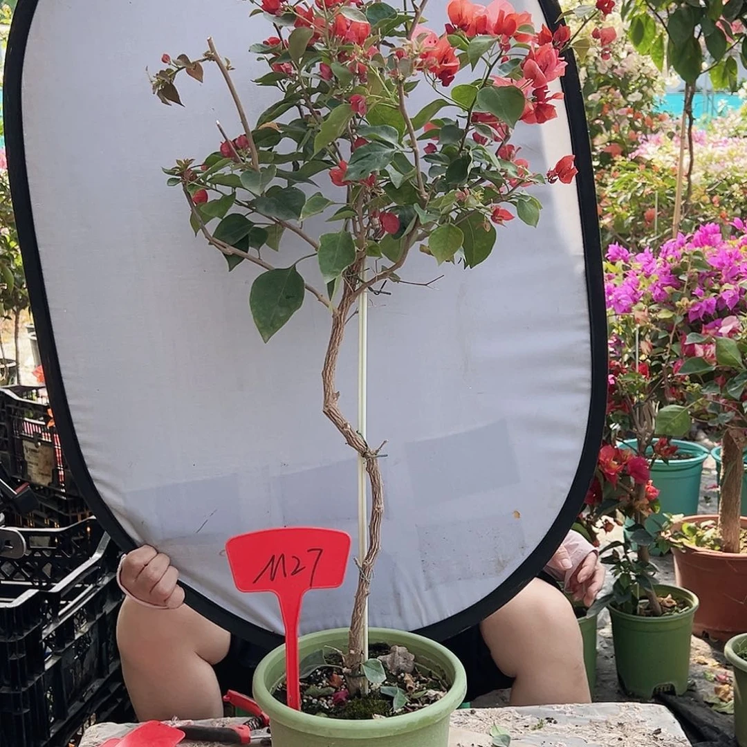 ˗***子大部分花苞少量开放M27不甜西瓜