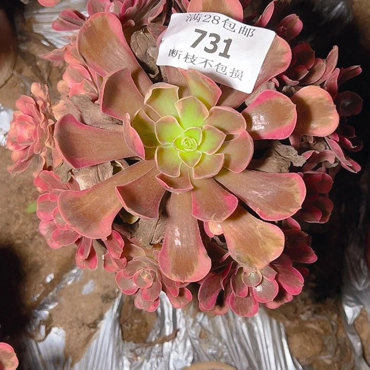 731爱神多肉植物保护