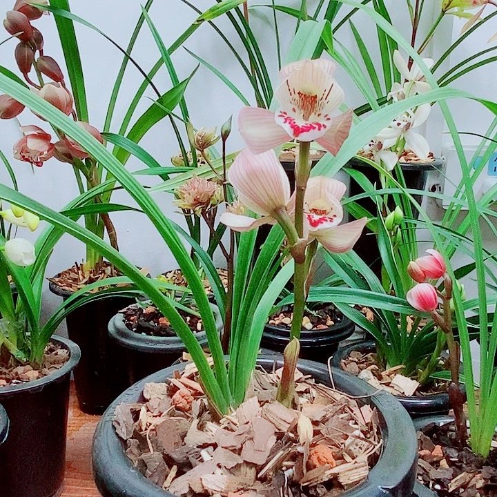完全开放寒兰粉荷带花发
