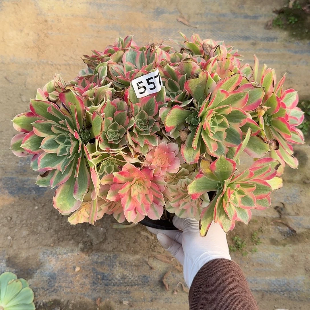 多肉植物布加迪557