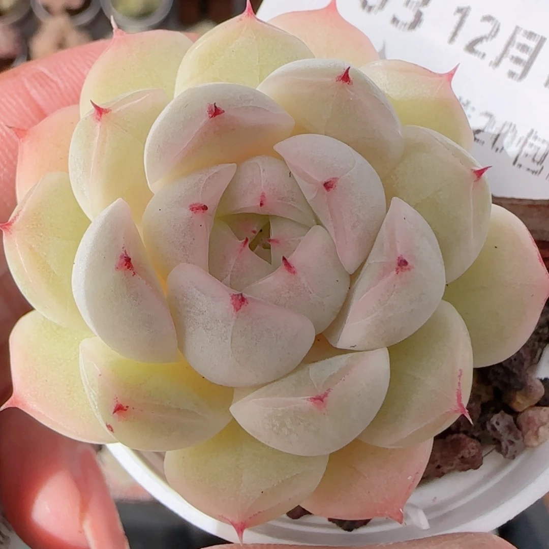 花语多肉1212-303白魔仙