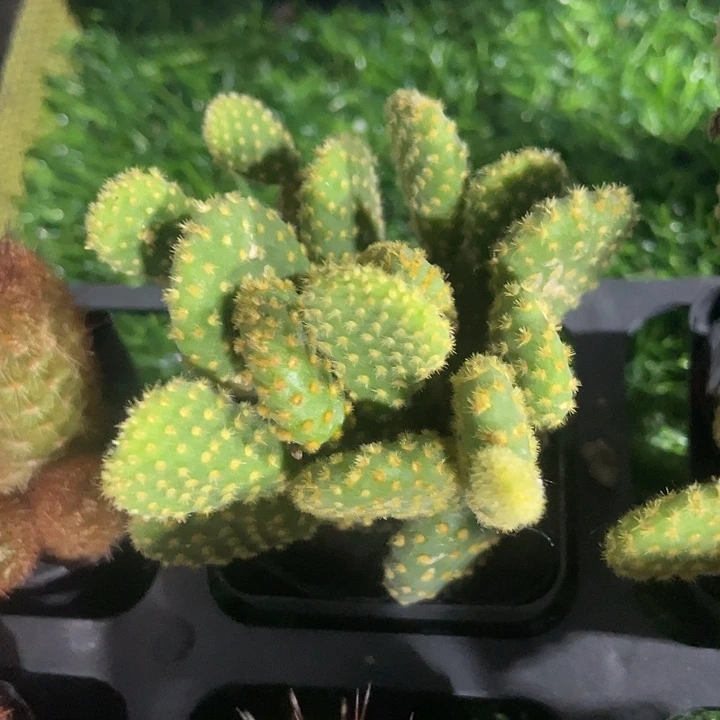 黄毛掌群满25包邮