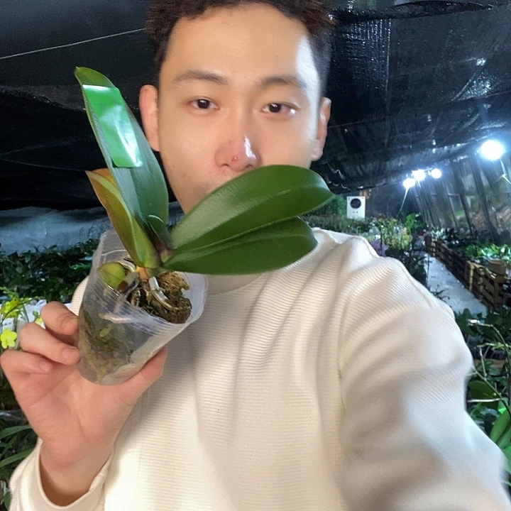 无花朵罗马蝴蝶兰