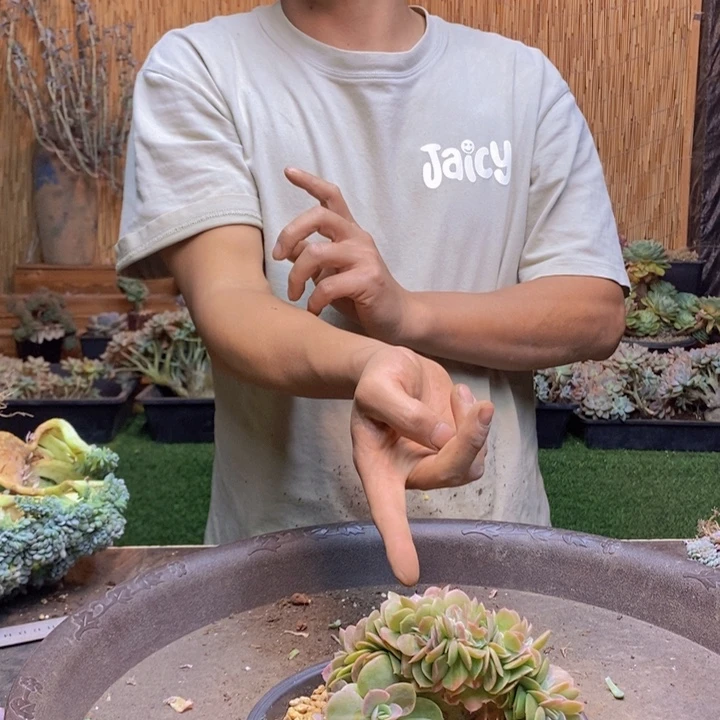 I***C418号星那塔多肉植物