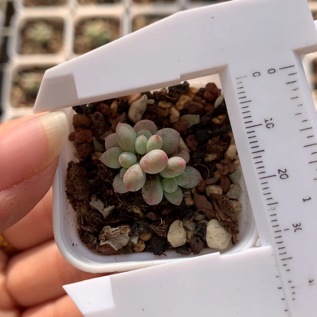 小腮红奶酪多肉植物