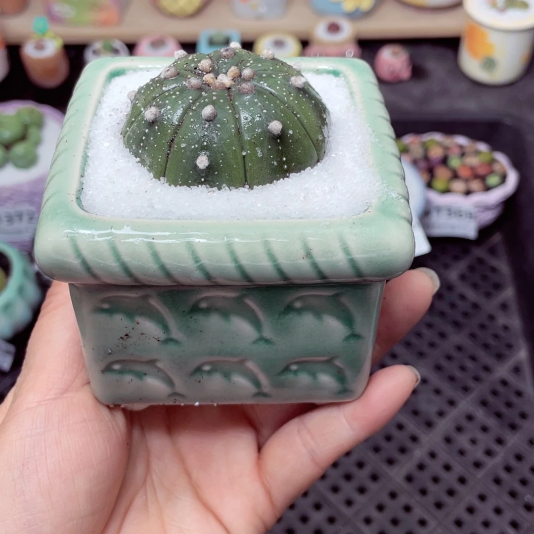 多**亿w1377 带盆土发货-零下地区拍保温箱