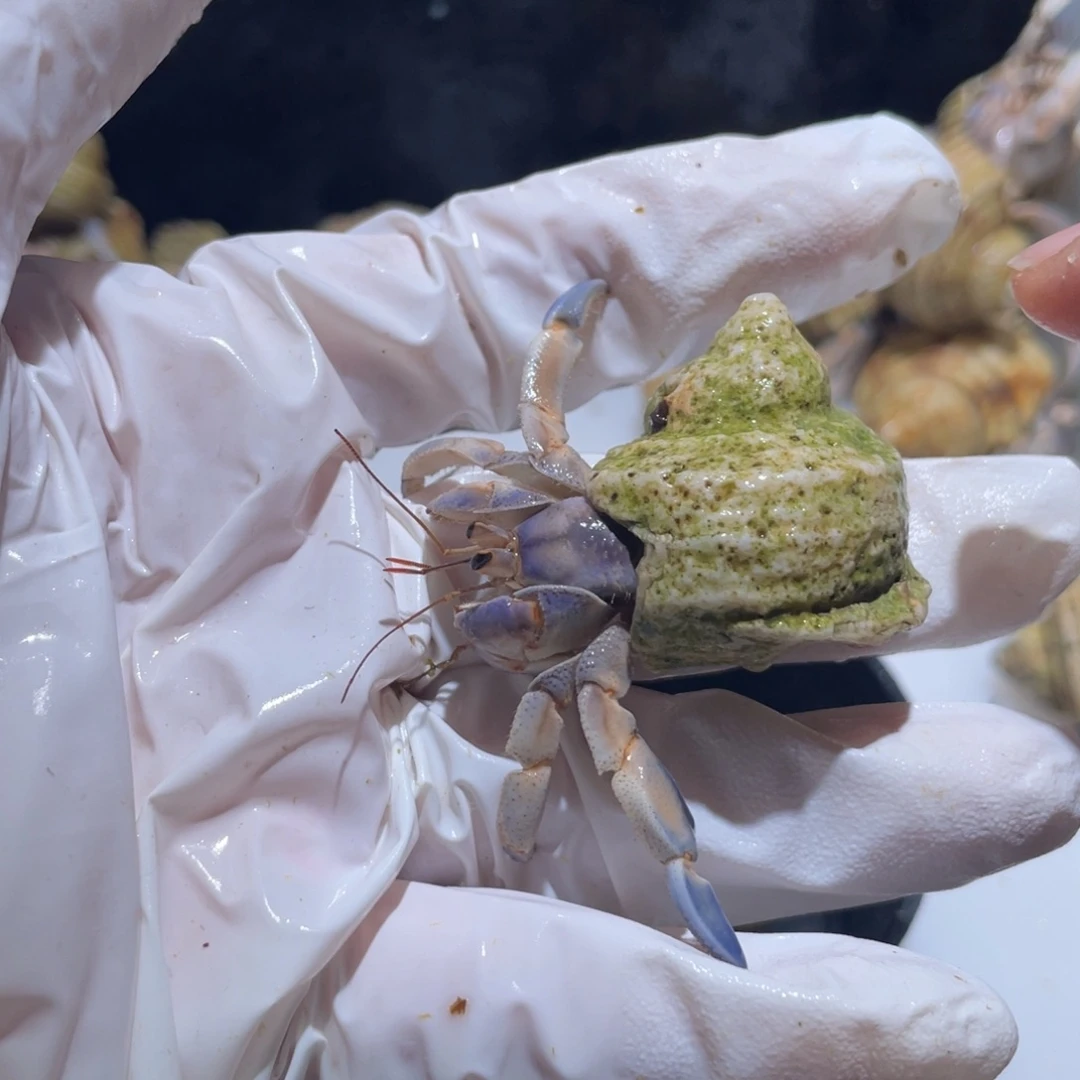 A6 紫陆蓝白色1.6口