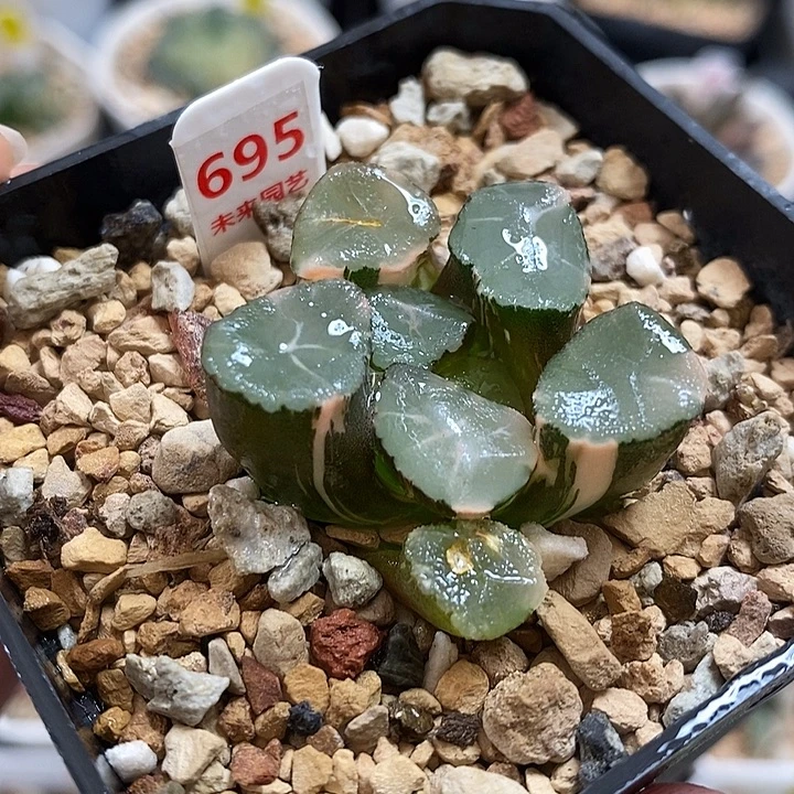 695山之翠万象锦一物一拍