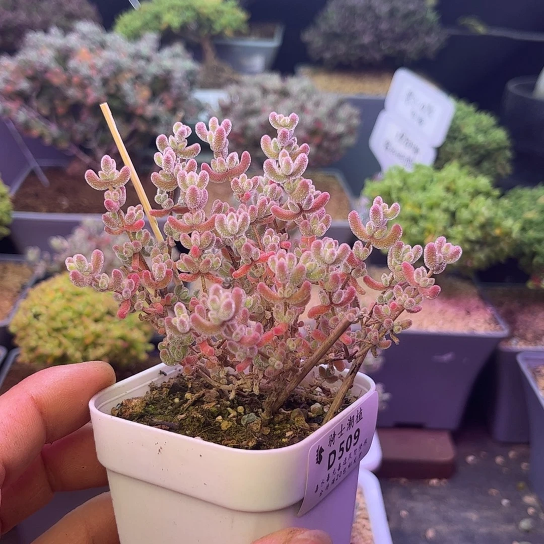 可***x509优选冰晶枝干多肉