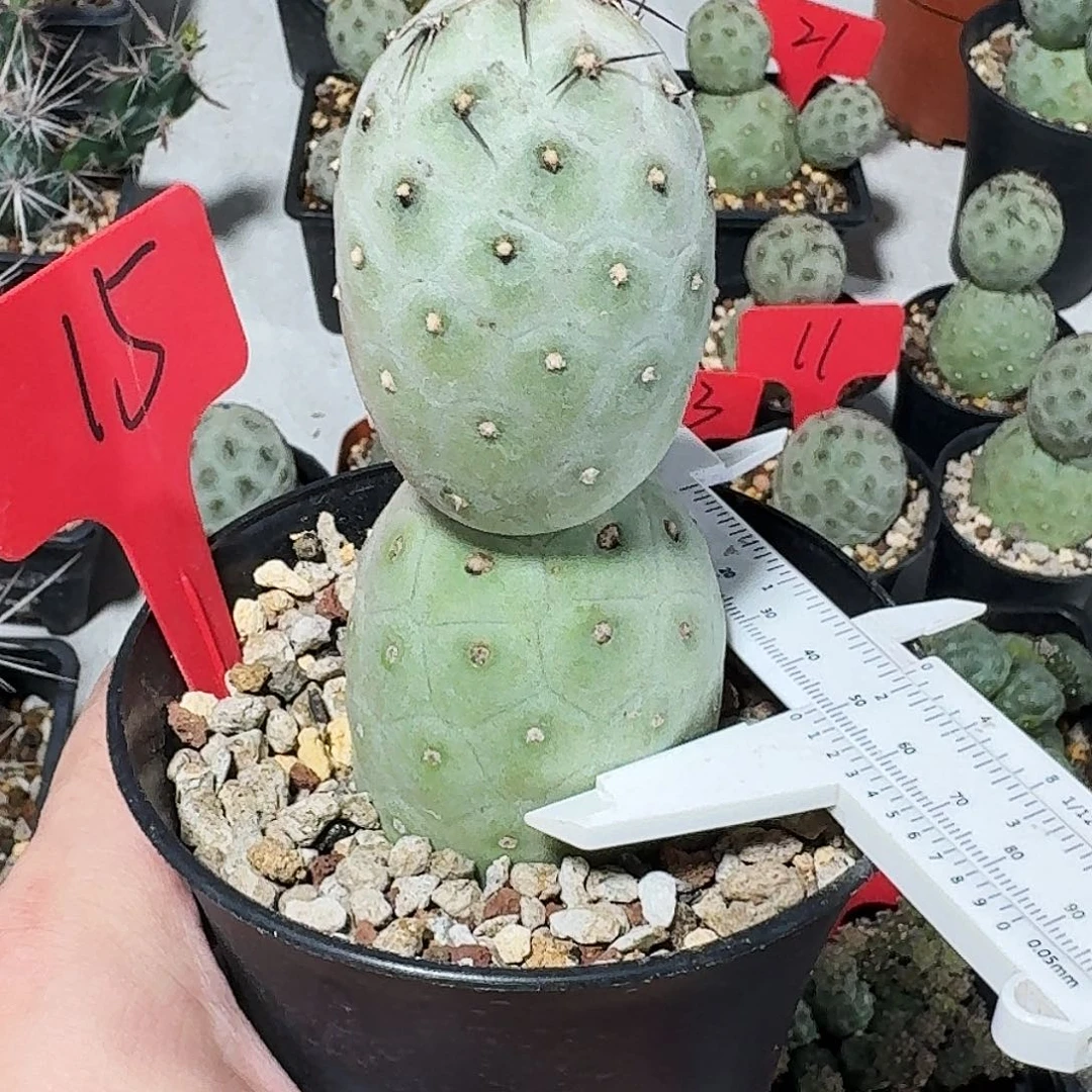 15号雪人习志野。