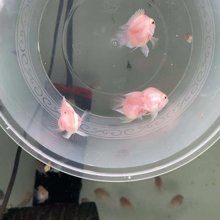 鹦鹉鱼胭脂粉一组四条