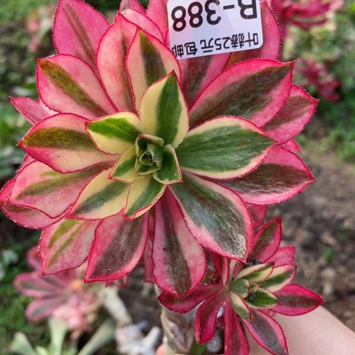 388魅影有砍嫁接多肉12345678