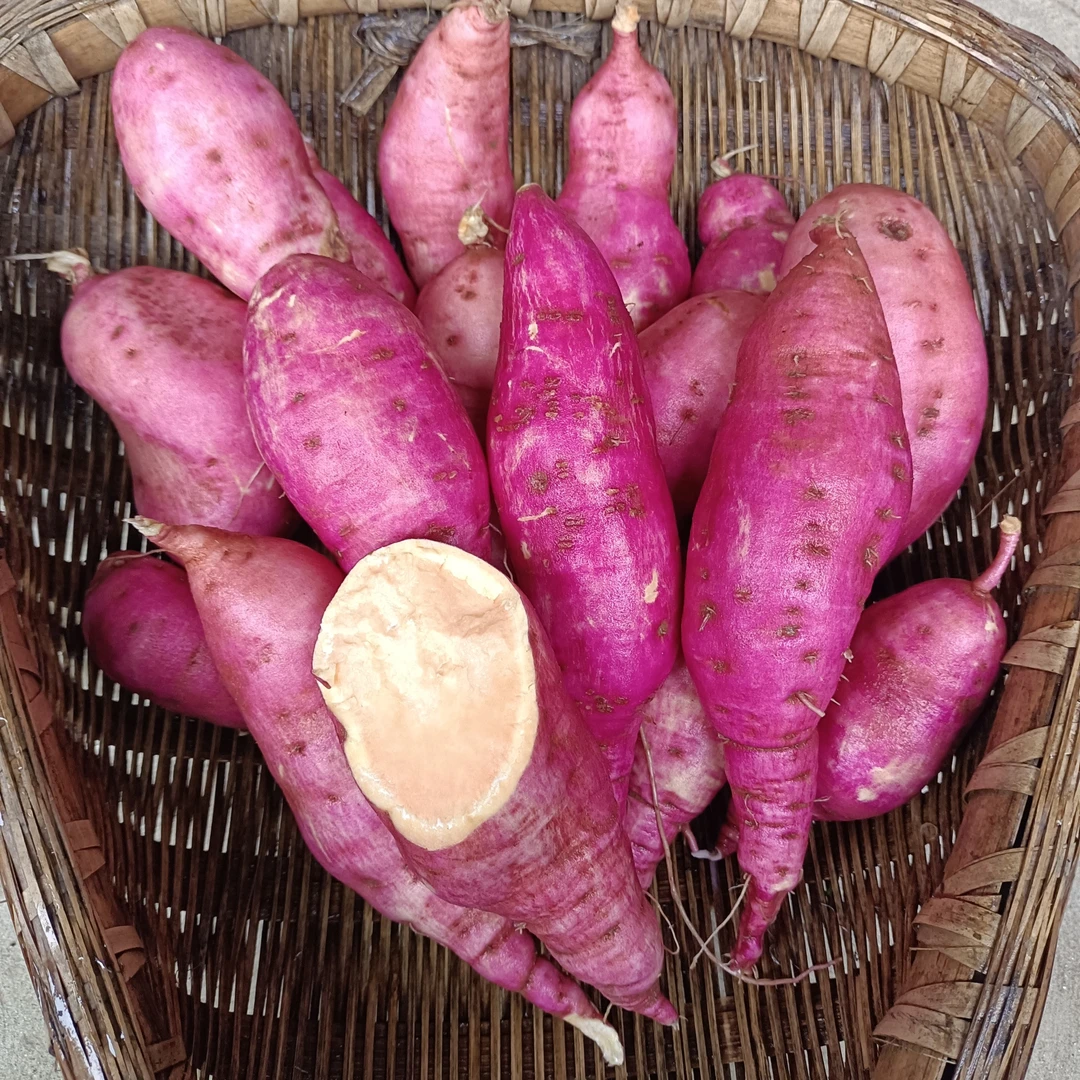 四川红皮黄心新鲜红薯7斤现挖现发