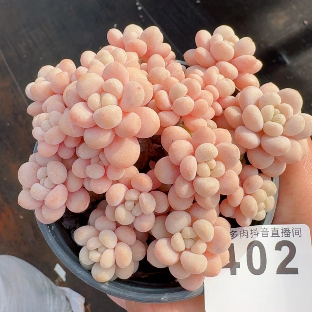 洛可可老桩         精品多肉