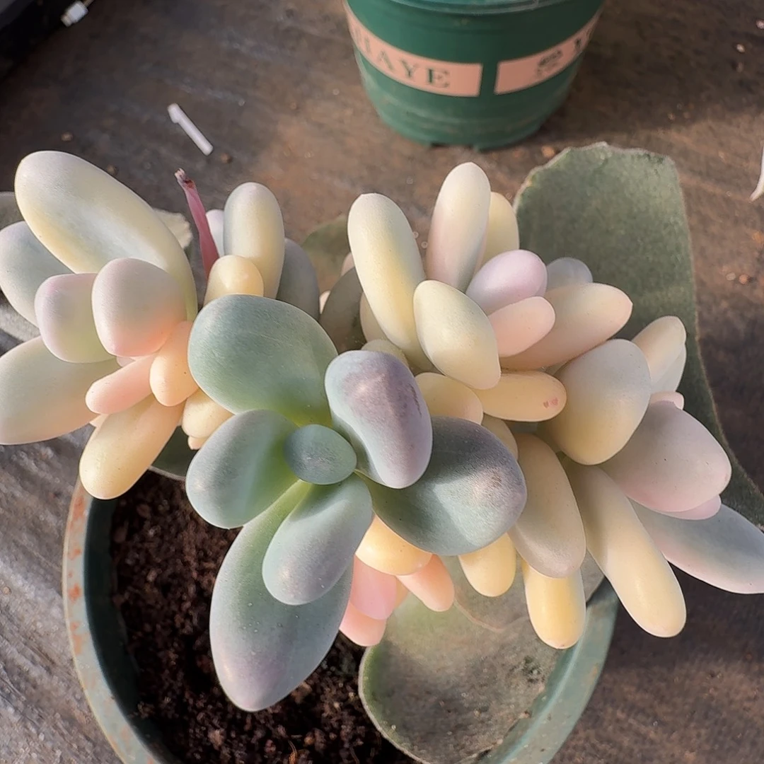 奶酪锦11111104-301