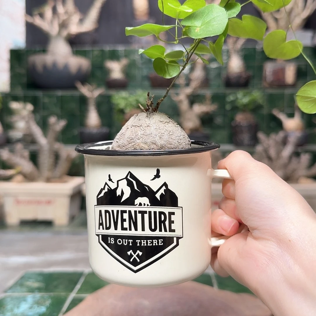 小龟甲龙 一物一拍