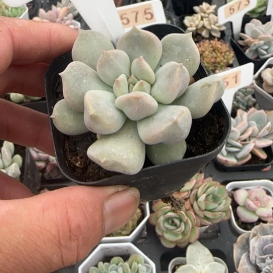 567超奶 一物一拍多肉