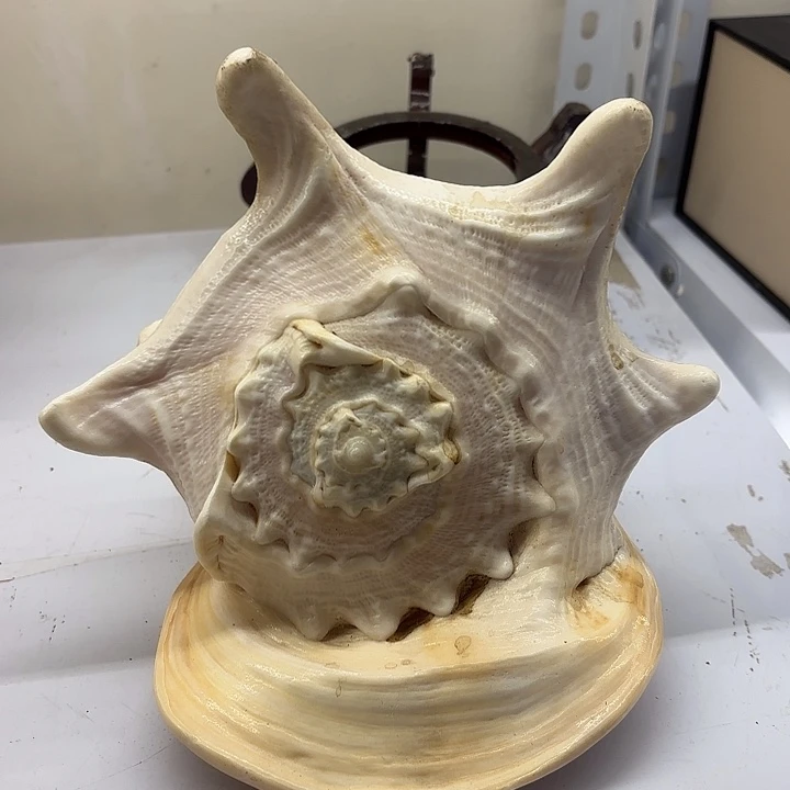 天然海螺冠帽子螺