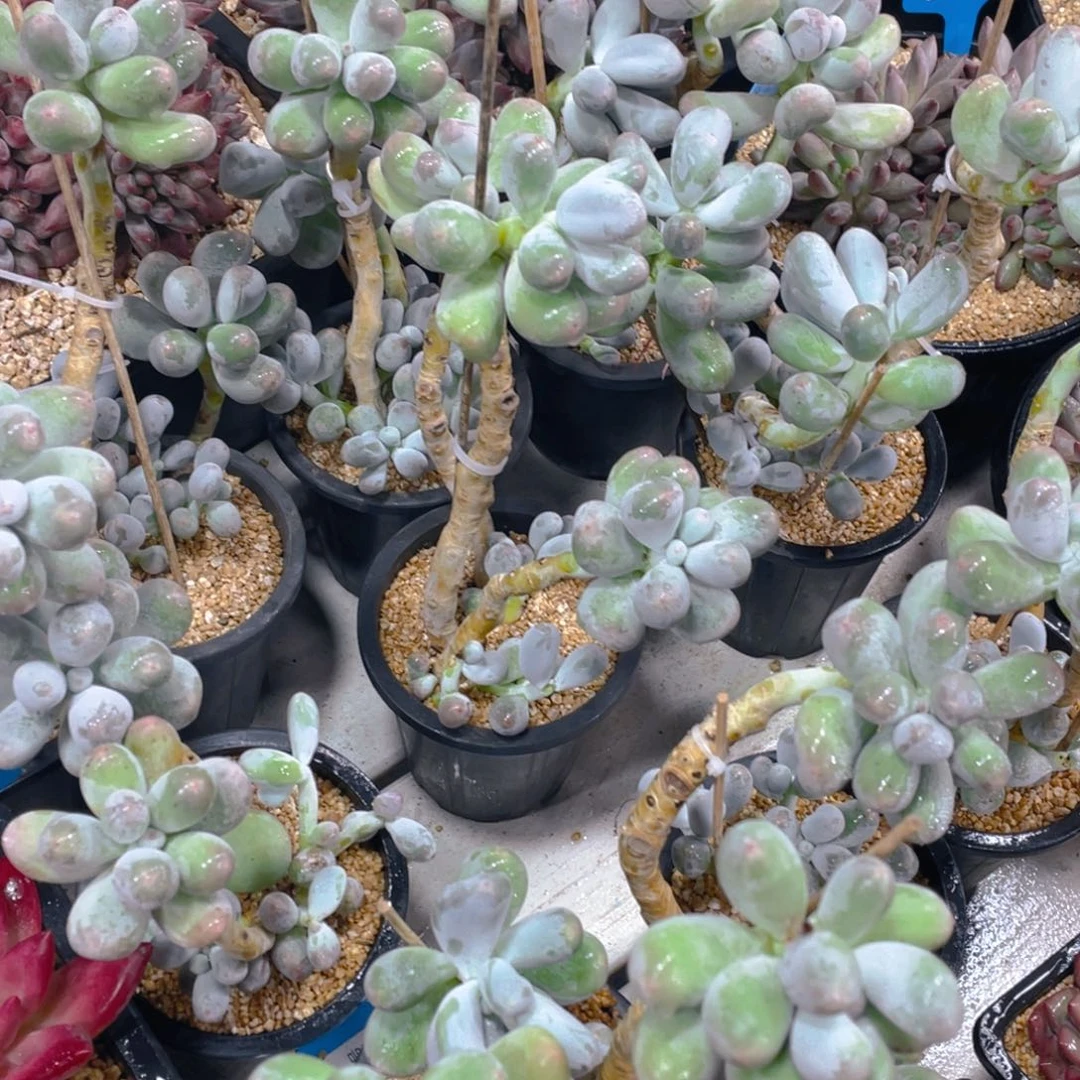 0625-31-韩版米可奶酪老桩大群生一颗