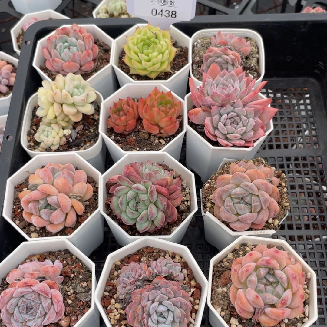 不包整散 盆子不售后0438