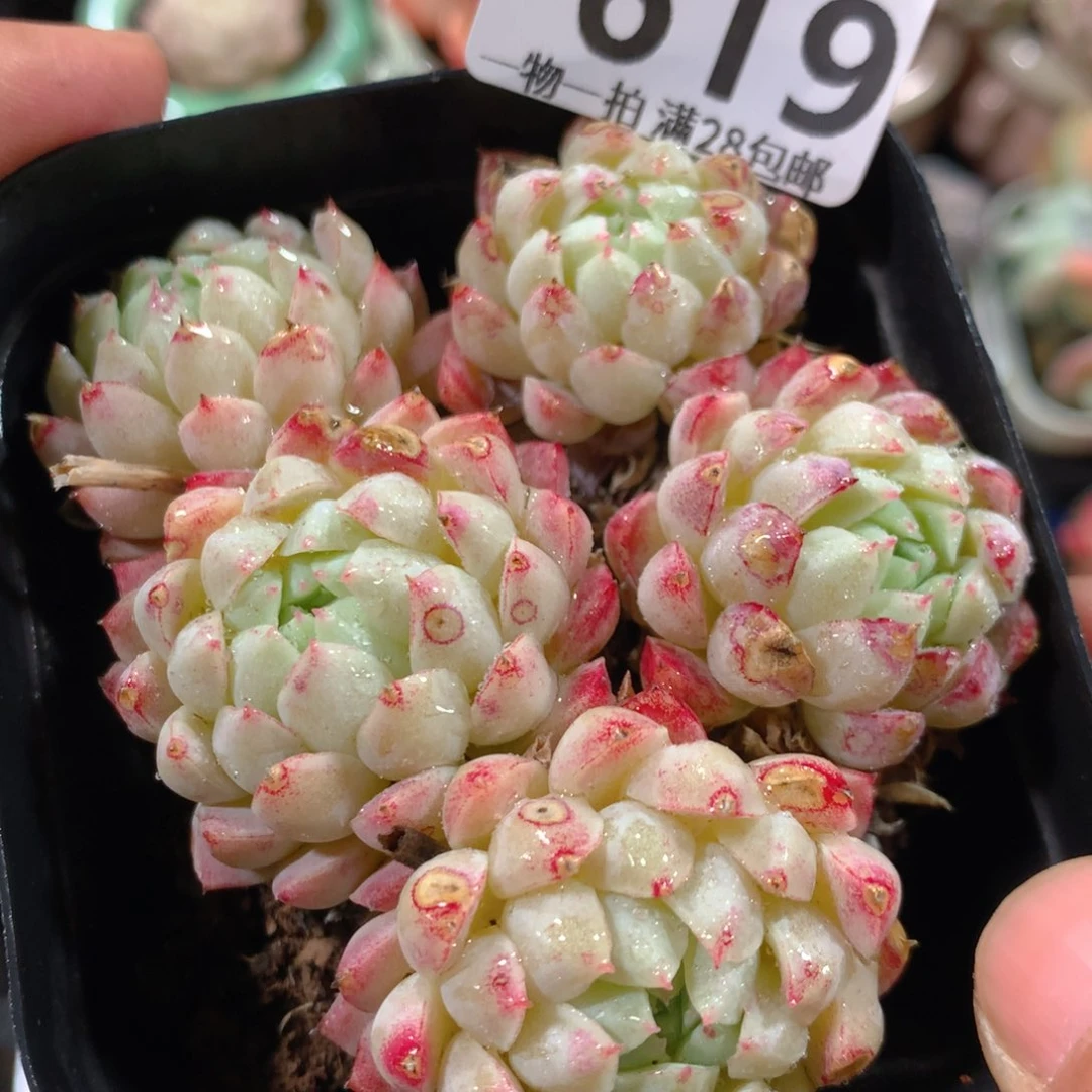 5CM拇指盆精控多肉ZL619