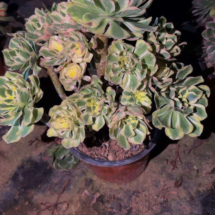 478白兰地多肉植物
