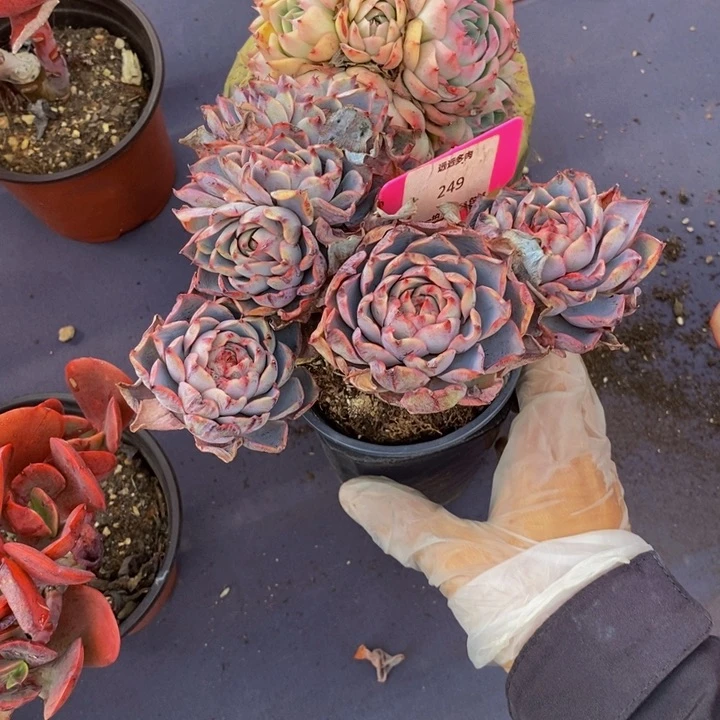 249赫拉肉肉肉肉肉