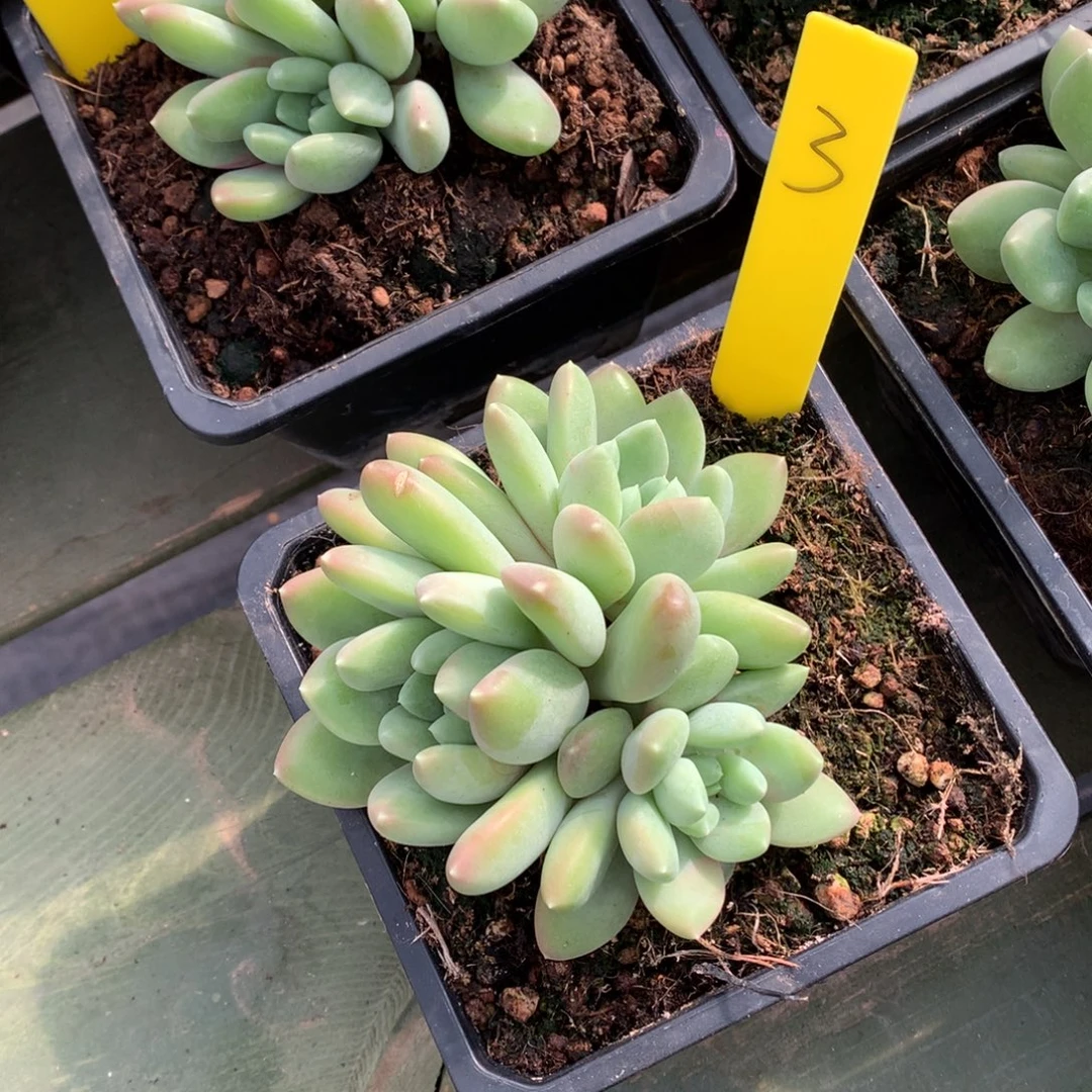 冰河 多头 一颗